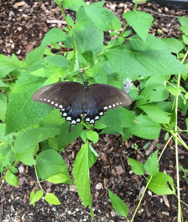 Black Butterfly with white dots on the bottom of its wings on plant