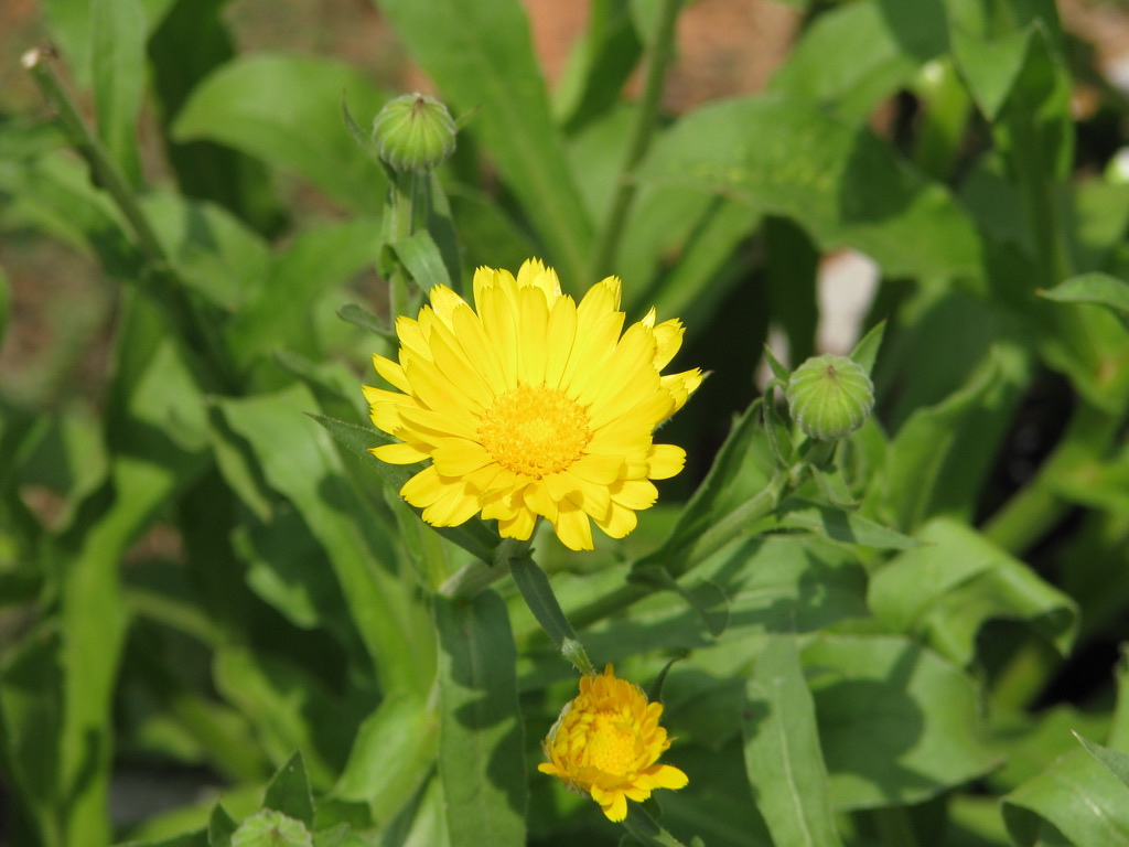 Yellow calendula/pot marigold flower in full bloom