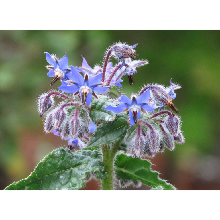 Picture of flowering Borage Plant. The bluish purple colored flowers droop naturally.