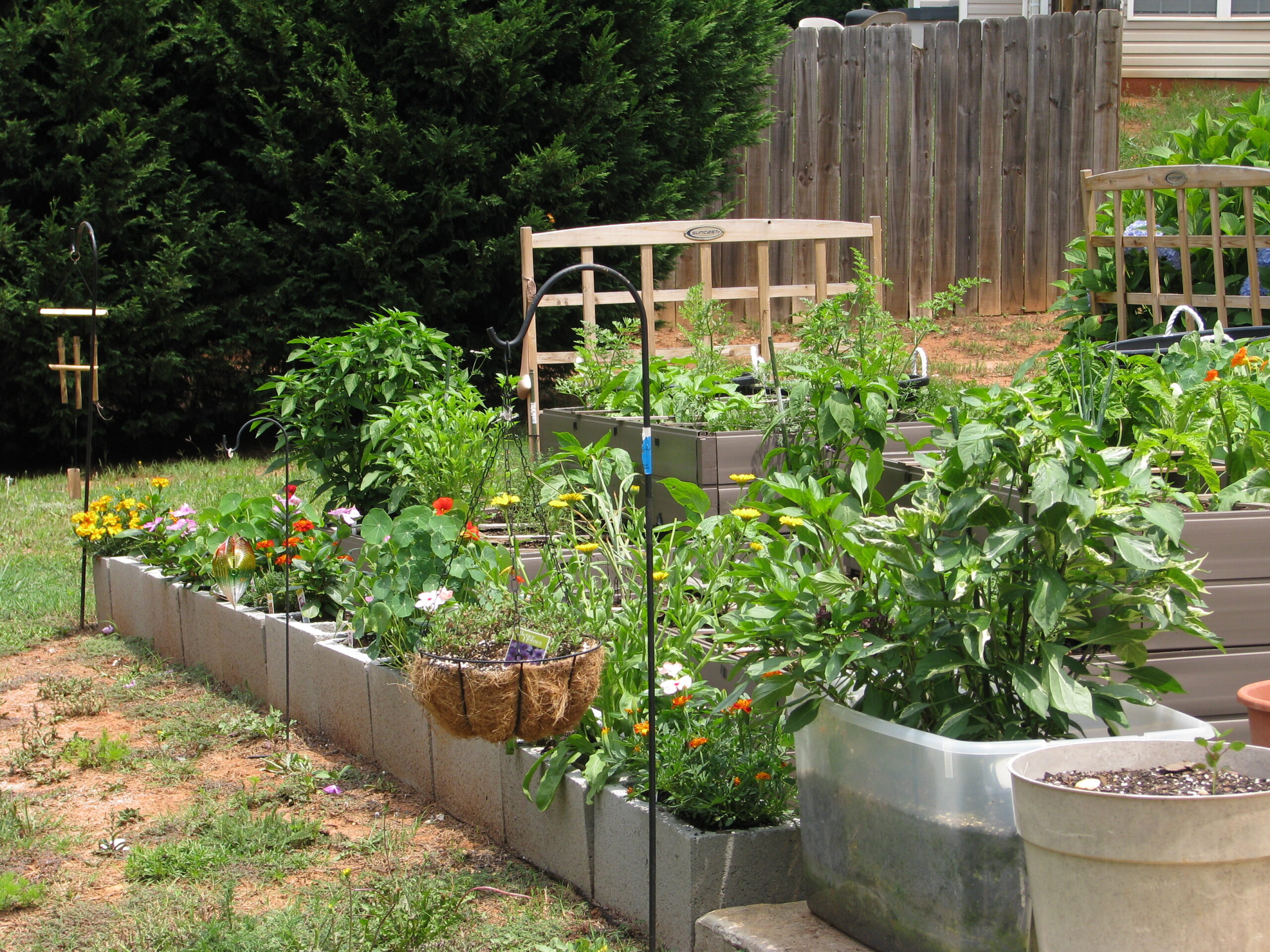 Backyard herb garden